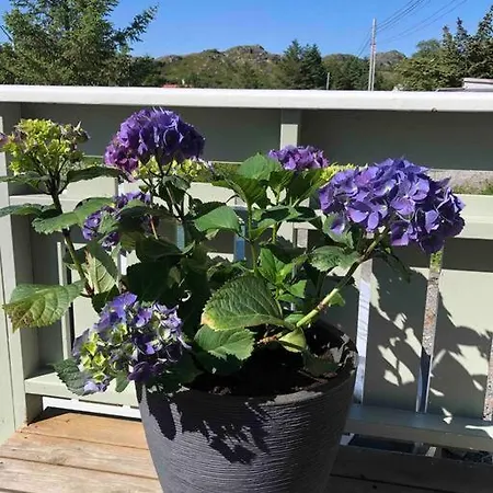 Mørkveden Feriehus, Lofoten Feriehus *